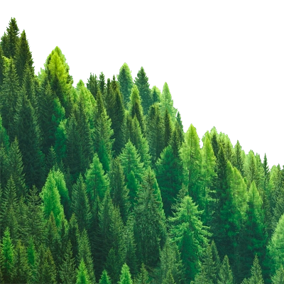 Forest Protection